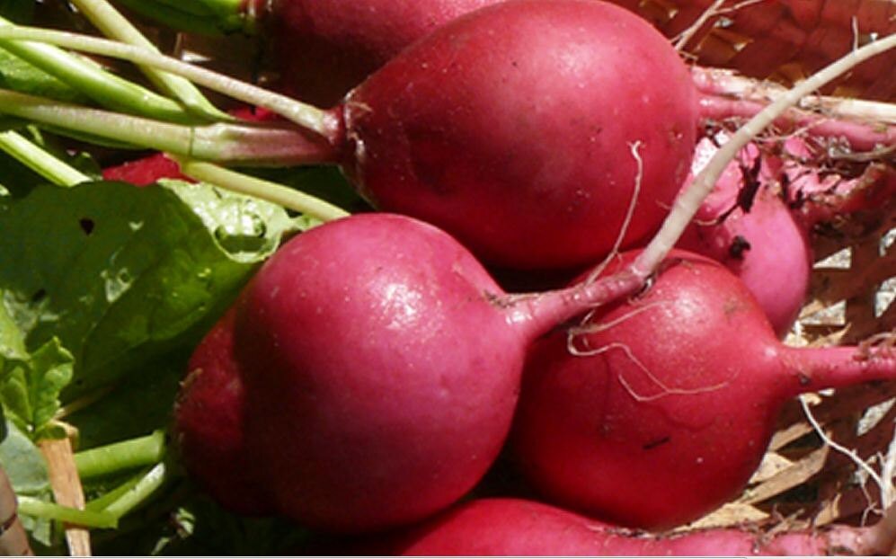 Radish Deutsch Radish Deutsch
