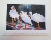 White Ibis, 5 x 7 note card watercolor print  Florida shorebirds birdlife wildlife art paper birds