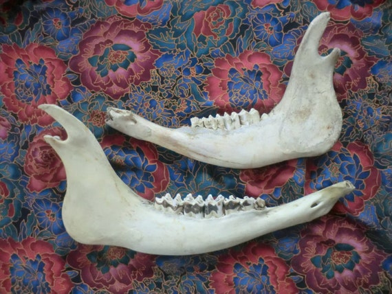 Buffalo Jaw Bones With Teeth By 4hornsheep On Etsy