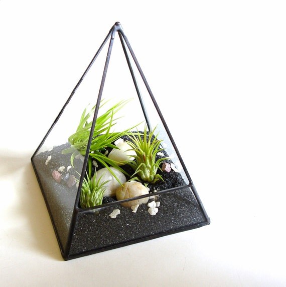 Air Plant Terrarium Glass Pyramid Terrarium Planter.