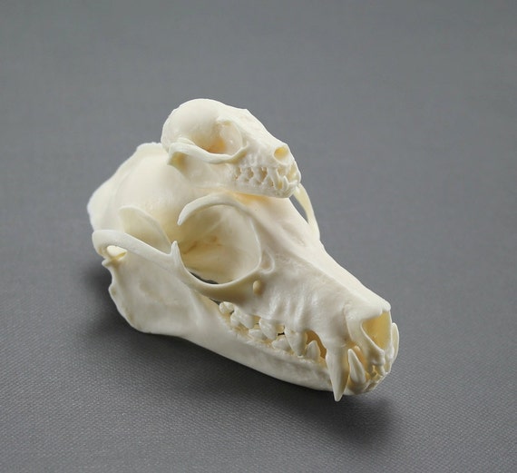 Flying Fox Bat Skull Replica