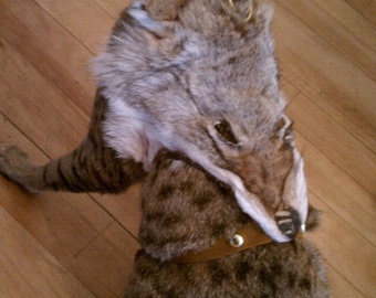 Coyote Face Cat or Dog Harness