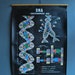 1960's DNA Chart