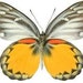 Butterfly Wings for crafting