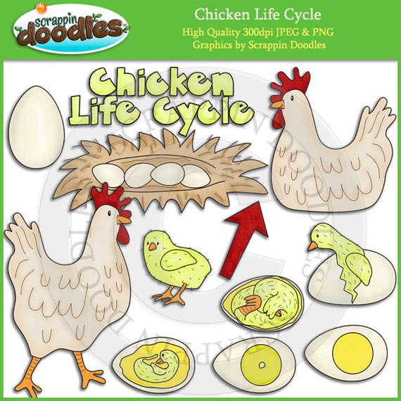 Chicken Life Cycle Clip Art by ScrappinDoodles on Etsy