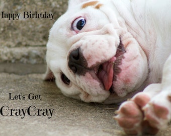 5x7 English Bulldog Happy Birthday Card