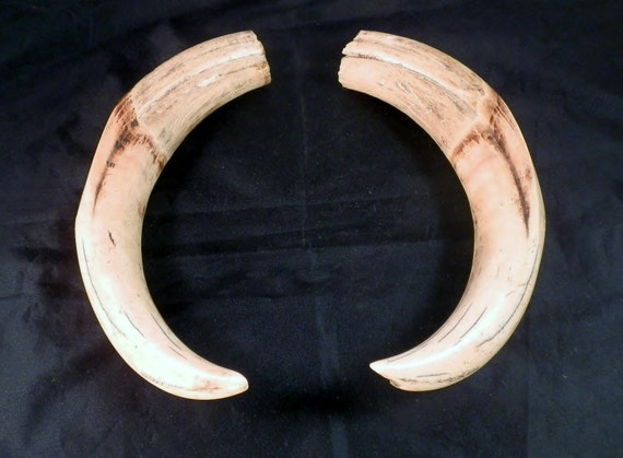 11 inch Wild Boar Tusks. Matched set of two.