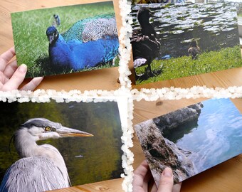 7 Recycled Blank Bird Photo Cards of Vancouver Island: Support Lyme Disease Foundation, fauna, animals, feathers, bright, ocean, bold, lake