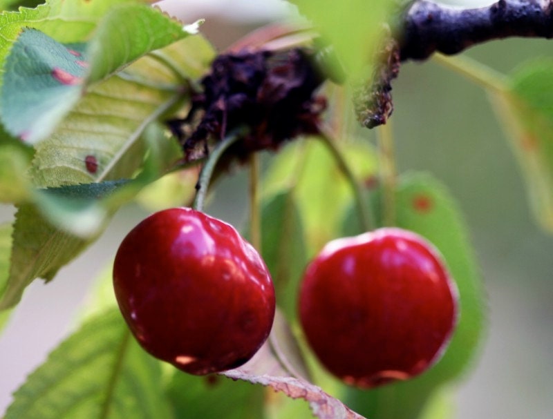 Heirloom 25 Seeds Cherry Tree Shrub Seeds cherrytree Edible