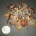 Ringneck Pheasant Cinnamon Golden Pheasant Jungle Cock Feathers EBNMix23