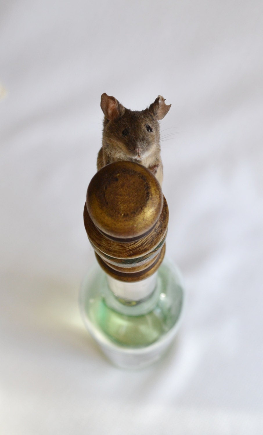 Taxidermy Mouse