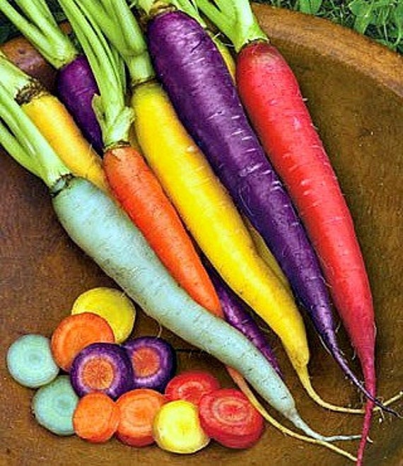 Rainbow Carrot Mix - seven fancy heirlooms, 350 seeds, spring garden, fun for kids, non GMO, crazy colors