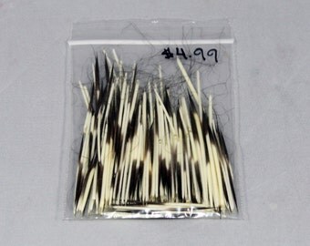 Real North AmericanPorcupine Quills. Perfect for jewelry, art, and crafts.