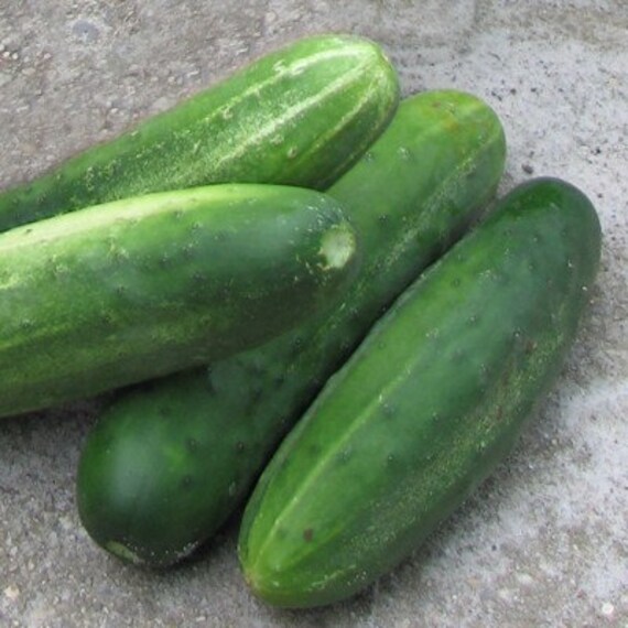 Cucumber Seeds Heirloom Straight Eights Farm Grown Garden