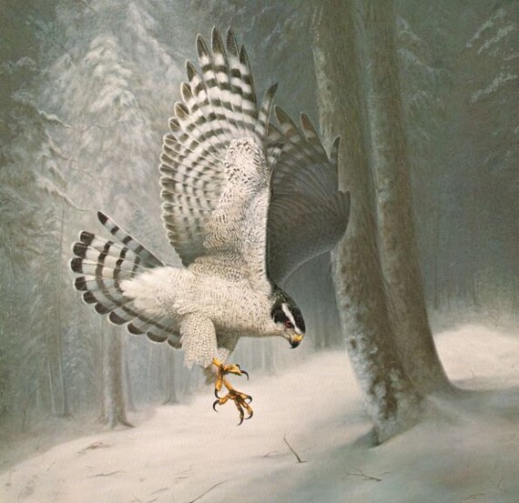 Northern Goshawk Charles Frace Vintage / Antique Art Print