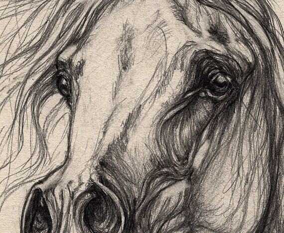 Grey arabian horse original pencil drawing