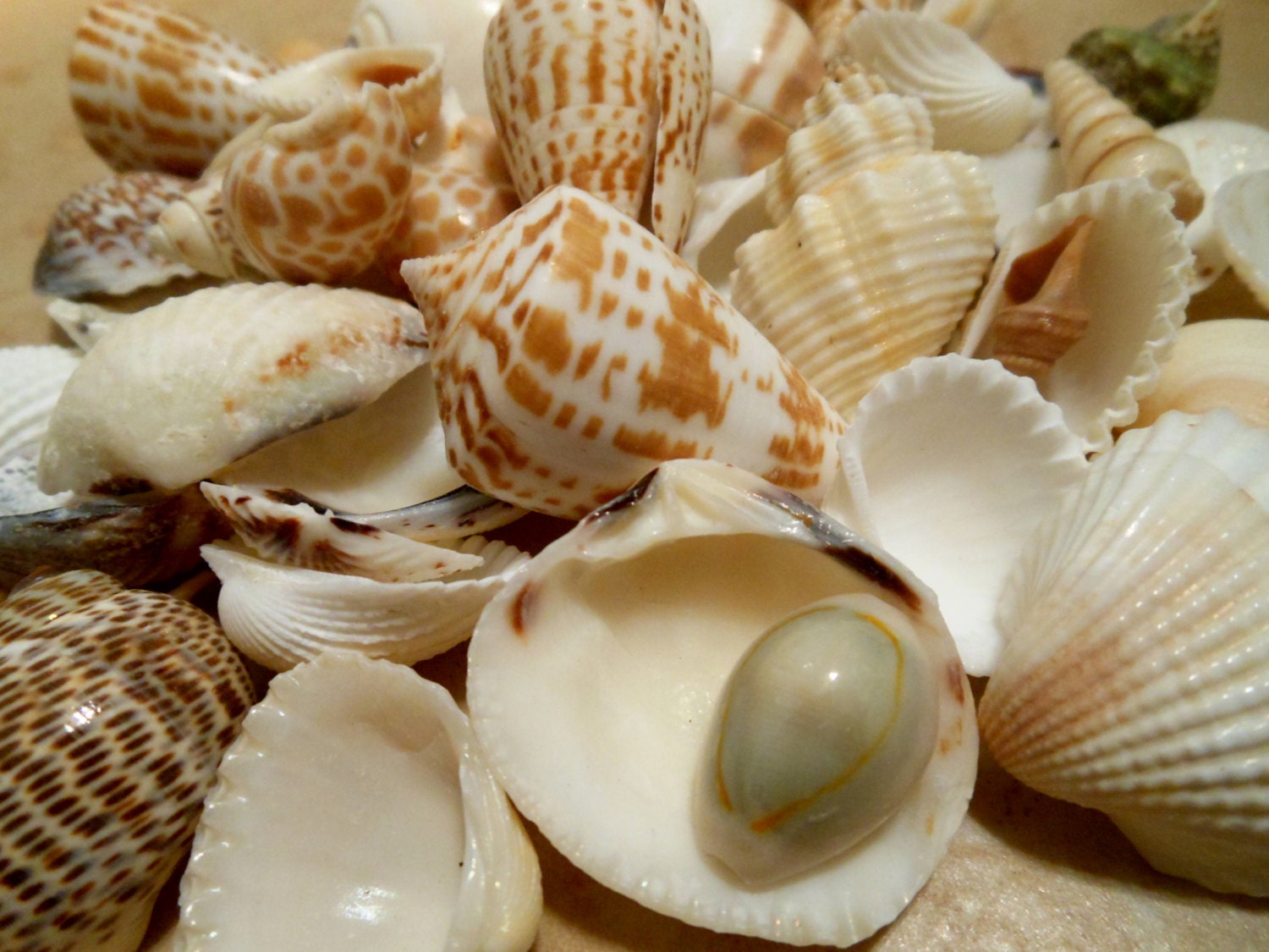 Seashells Indian Ocean Beach Mix Assorted Seashells Seashell
