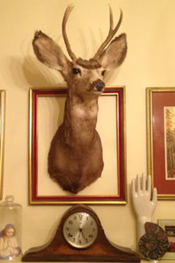 stuffed deer head wall mount