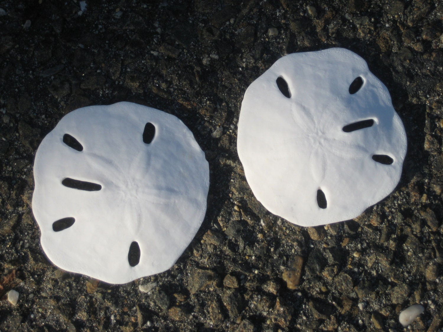 100 WHITE SAND DOLLARS Sea Shells Silver Dollar Sea Starfish