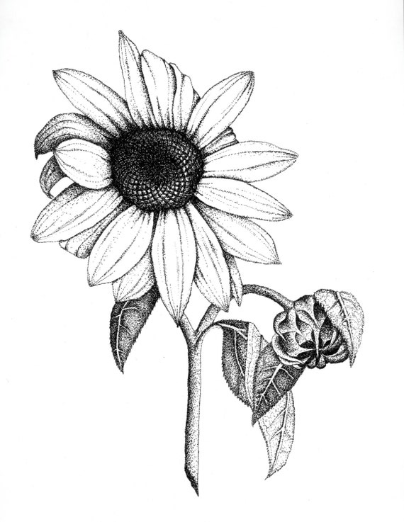 Sun Flower Stippling Illustration Print by CampbellStudioIV