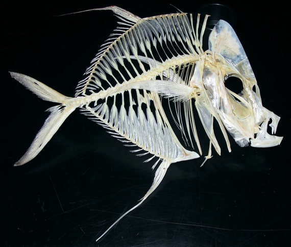 Lookdown fish skeleton by TheBoneLair on Etsy