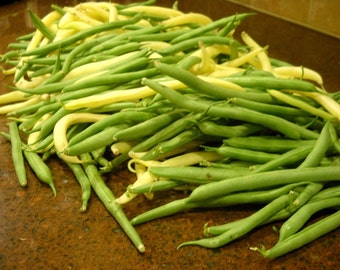 bean wax canning CaribbeanGarden Seeds Bean PIGEON by Gandules known Also as PEA