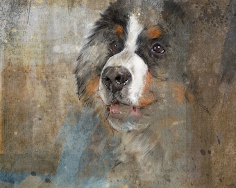 Bernese Mountain Dog: Limited edition print.