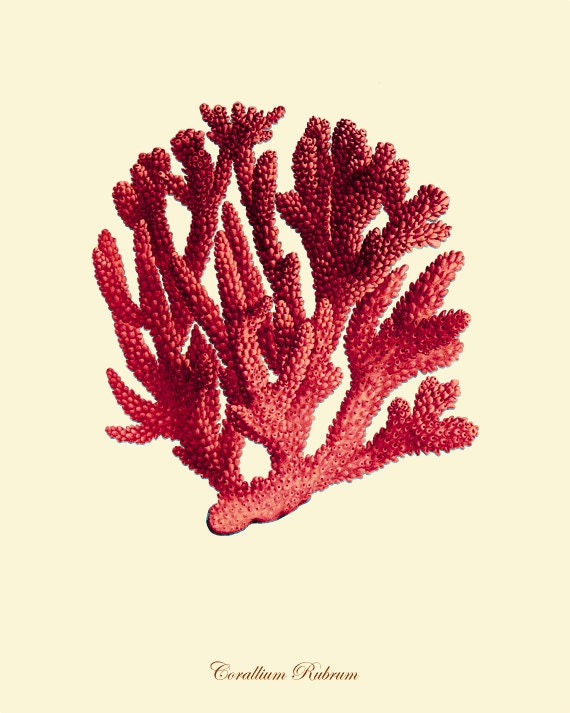 Red Sea Coral art print Vintage sea art print old prints

