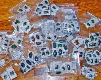 OVERSTOCK: Mixed Real Beetles, Package of 5