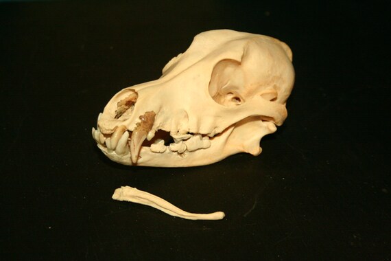 RESERVED: Dachshund Dog Skull and Baculum pathological
