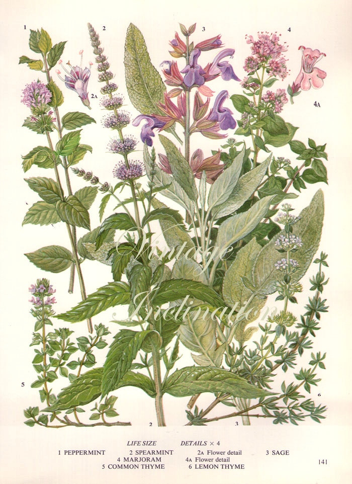 HERBS Vintage Botanical Print Antique plant print 141