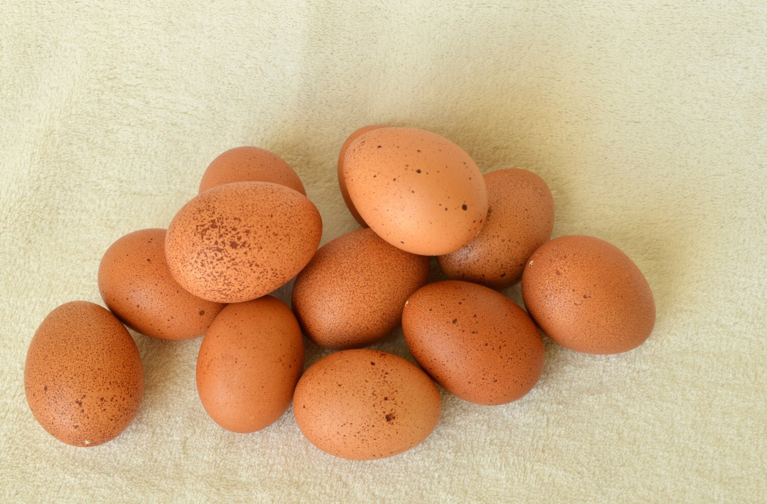 Blown Eggs Dark Brown Eggs Terra Cotta Eggs Speckled Eggs