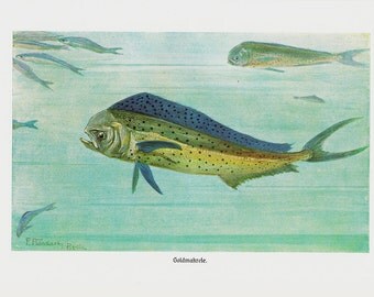 1915 Antique FISH  print,  BLUEFISH, dolphin fish ormahi mahi.  original antique print