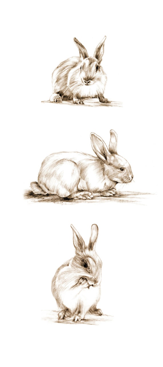 Items similar to Art, Pencil Sketch, Rabbit Art, Rabbit Sketch, Bunny