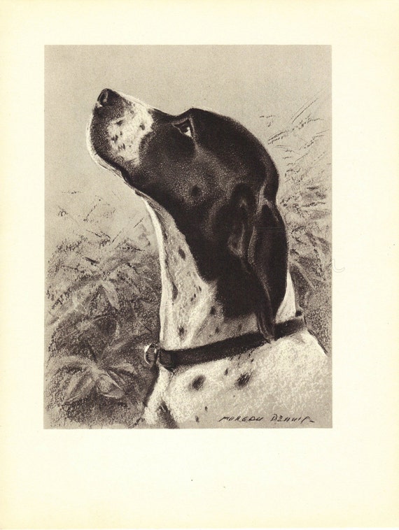 POINTER 1940s Vintage Dog Print Morgan Dennis Wall Decor