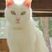 Amy