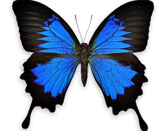 Real Blue Swallowtail Butterfly, Papilio ulysses, Spread Ready to Mount or Laminated or Unmounted