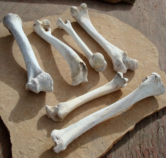 6 Real Animal Leg Bones Deer Goat Coyote or Dog Altered Art