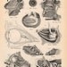 1897 Victorian Chart of Human Anatomy The Senses Eyes Ears and Nose