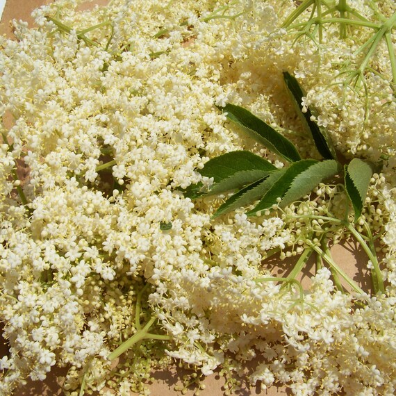 Elderflower Dried Organic Herb Medicinal by botanicallampshades