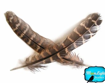 Wing Feathers, 1 Pack - NATURAL Ringneck Pheasant Wing Round Quills Feather : 2139