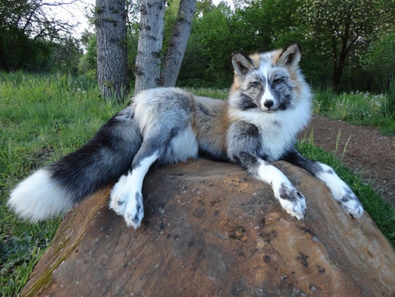 Items similar to Soft Sculpture Taxidermy - POSEABLE RANCH FOX - Custom ...