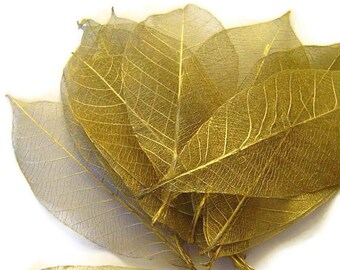 One Dozen Golden Skeleton Leaves Great for Corsages, Hair Clips, Paper Crafts