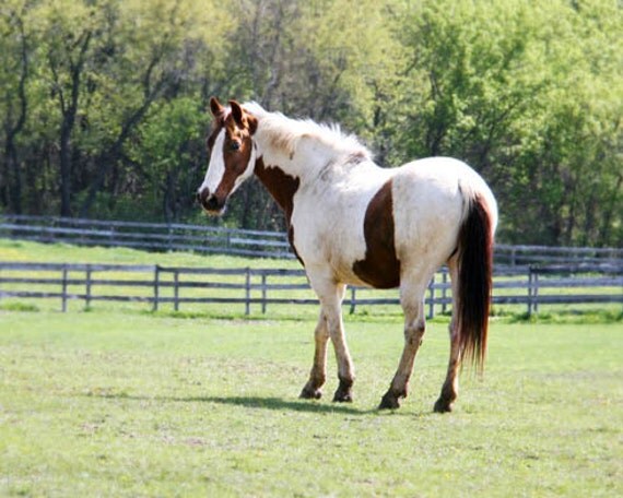 Horse Photograph paint pinto white brown by FirstLightPhoto