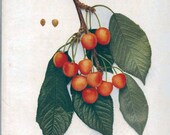 Vintage Floral Lithograph of Kirtland Cherries 1940s (005)