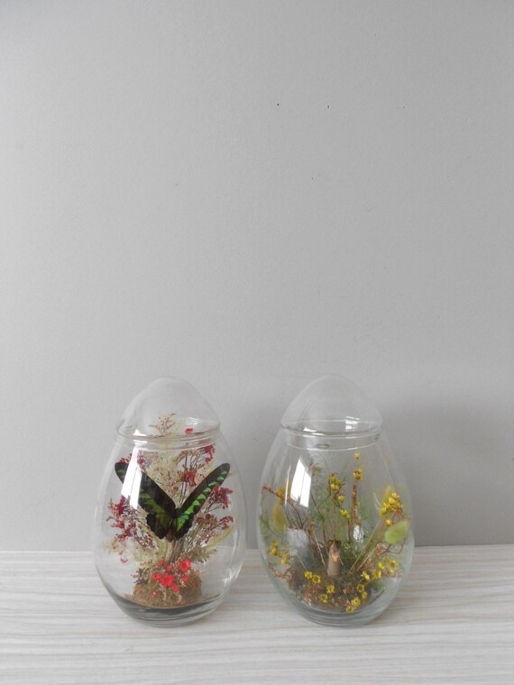 RESERVED // LARGE egg shaped glass jar terrarium with