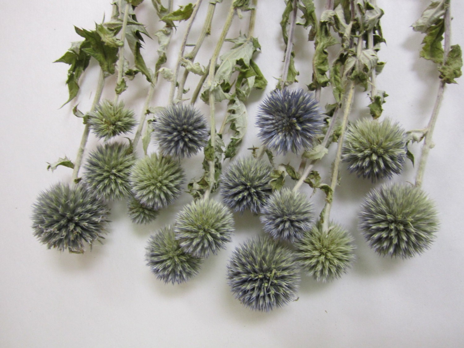 Dried Globe Thistle set of 12 Preserved 8" long from
