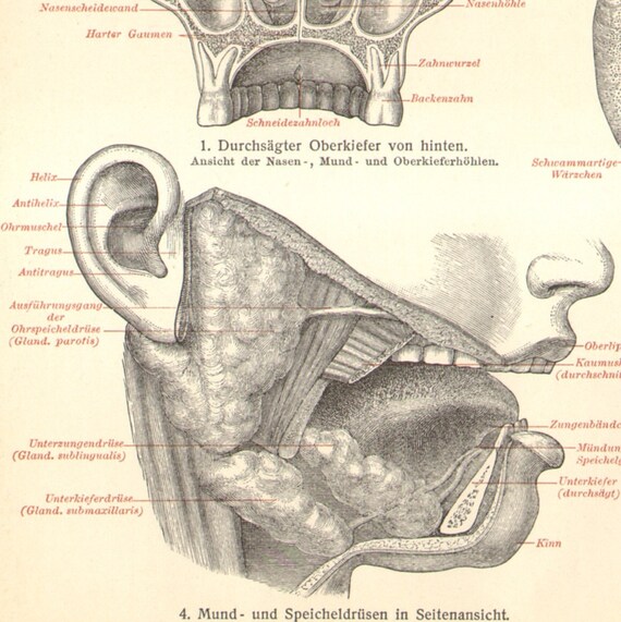 Anatomy+of+Oral+Cavity+PDF 1904 Anatomy of Oral Cavity and Nasal Cavity by CabinetOfTreasures