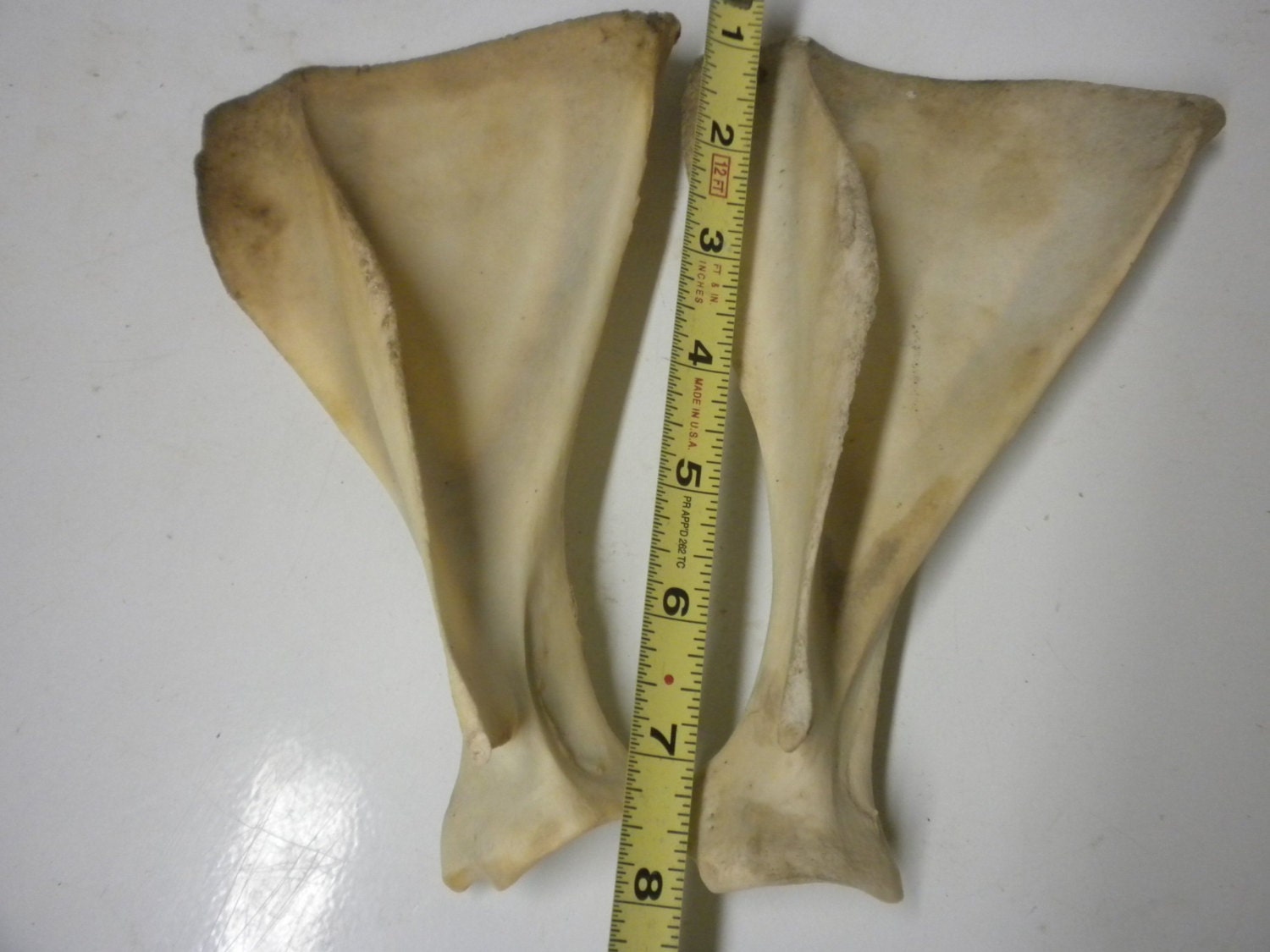 LARGE Deer Scapula Set of 2 by JAKRabbitry on Etsy