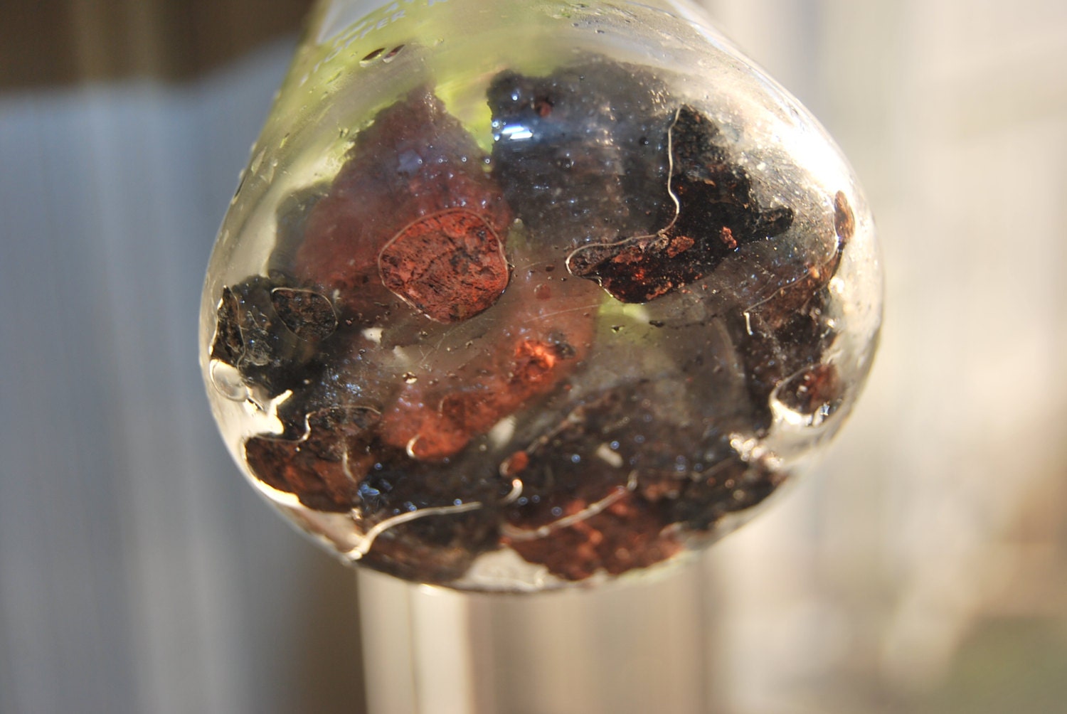 Erlenmeyer Flask Terrarium 125mL Specimen Selaginella